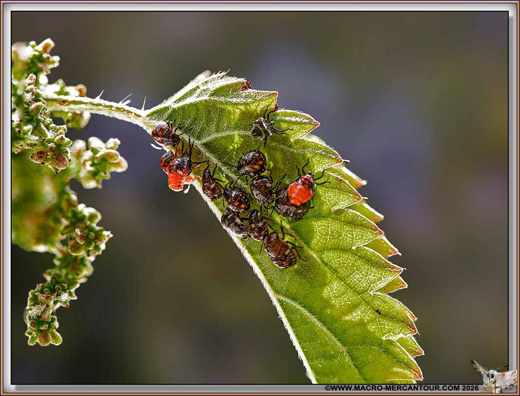 Larves de PUNAISES (pentatomidae)